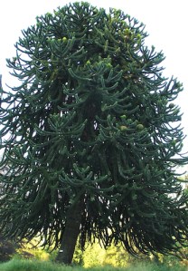 Monkey Puzzle Tree